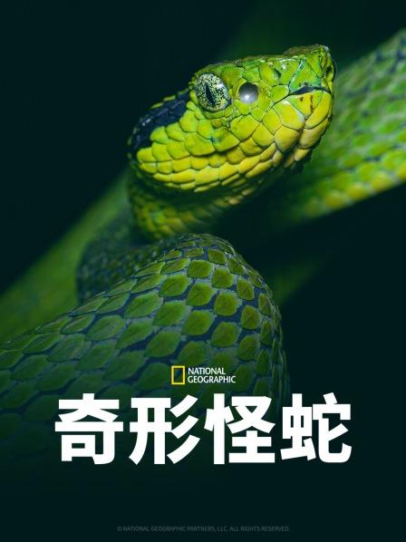 萌翻导航《奇形怪蛇》免费在线观看